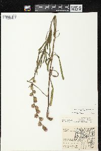 Liatris aspera image