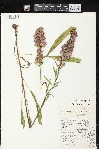 Liatris aspera image