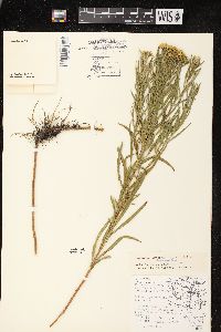 Euthamia graminifolia var. graminifolia image