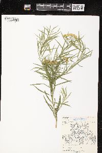 Euthamia graminifolia var. graminifolia image