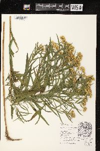 Euthamia graminifolia var. graminifolia image