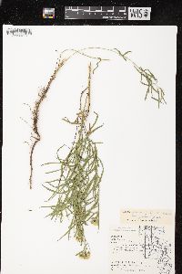 Euthamia graminifolia var. graminifolia image