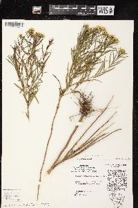 Euthamia tenuifolia image