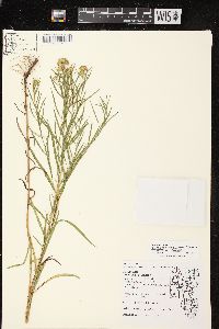 Euthamia tenuifolia image