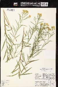 Euthamia tenuifolia image