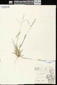 Digitaria ischaemum image