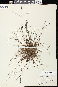 Digitaria ischaemum image