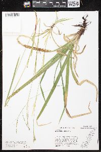 Carex arctata image