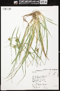 Carex flava image