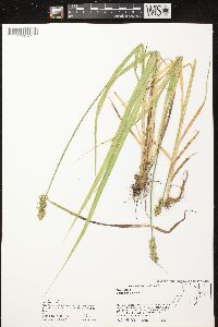 Carex stipata var. stipata image