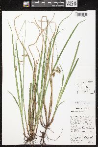 Carex castanea image