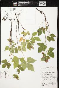 Rubus pubescens image