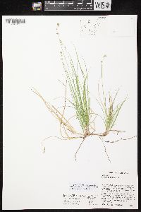 Carex disperma image