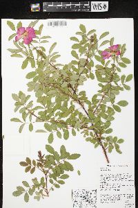 Rosa carolina subsp. carolina image