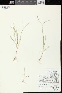 Digitaria ischaemum image