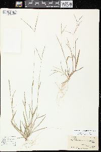 Digitaria ischaemum image