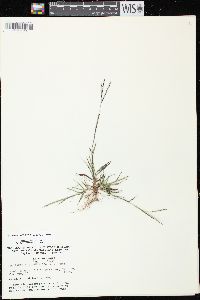 Digitaria ischaemum image