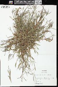 Digitaria ischaemum image