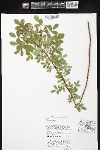 Rosa carolina subsp. carolina image