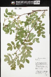 Rosa carolina subsp. carolina image