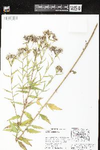 Kuhnia eupatorioides var. corymbulosa image