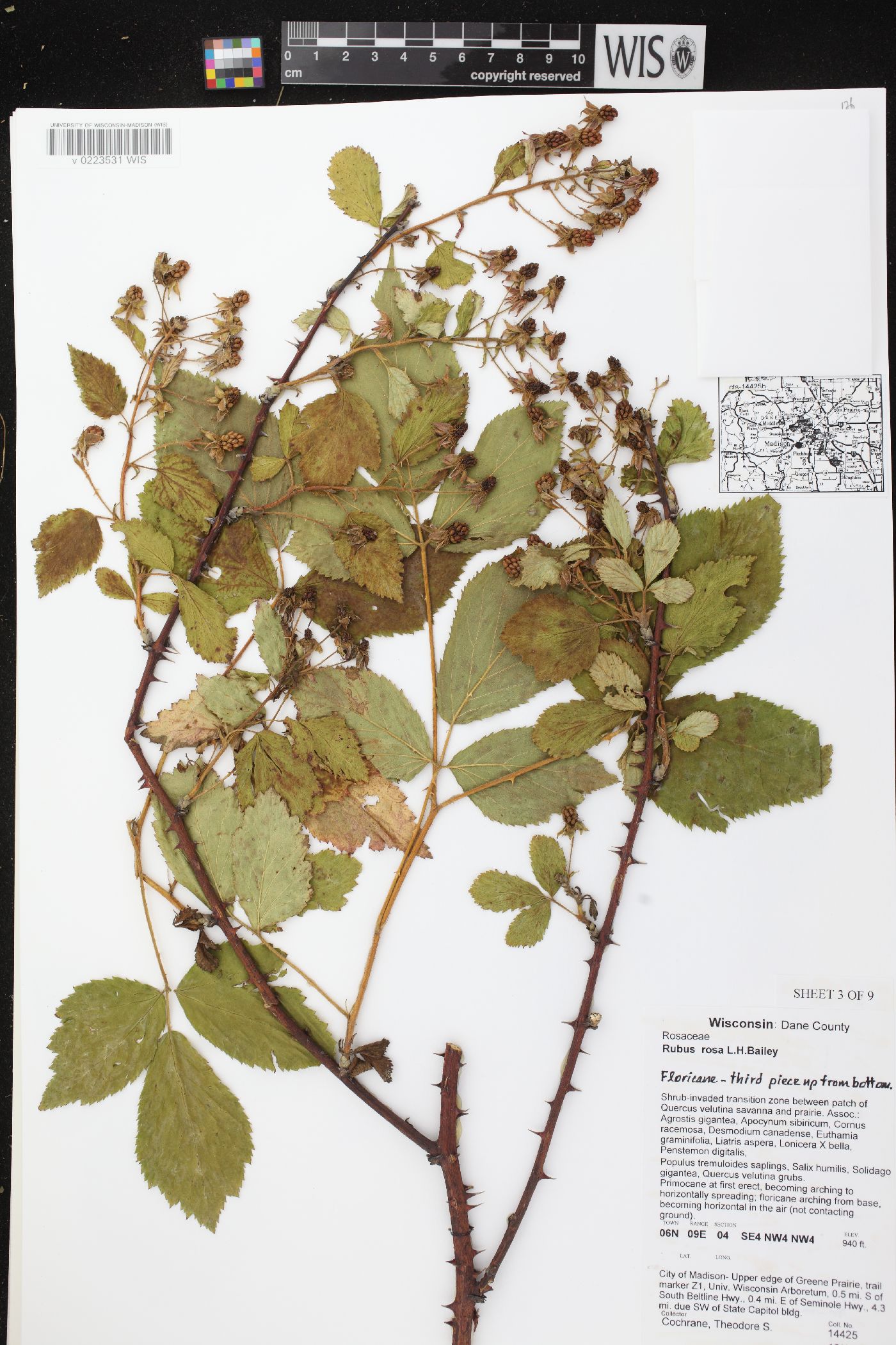 Rubus rosa image