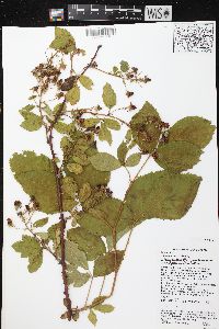 Rubus rosa image