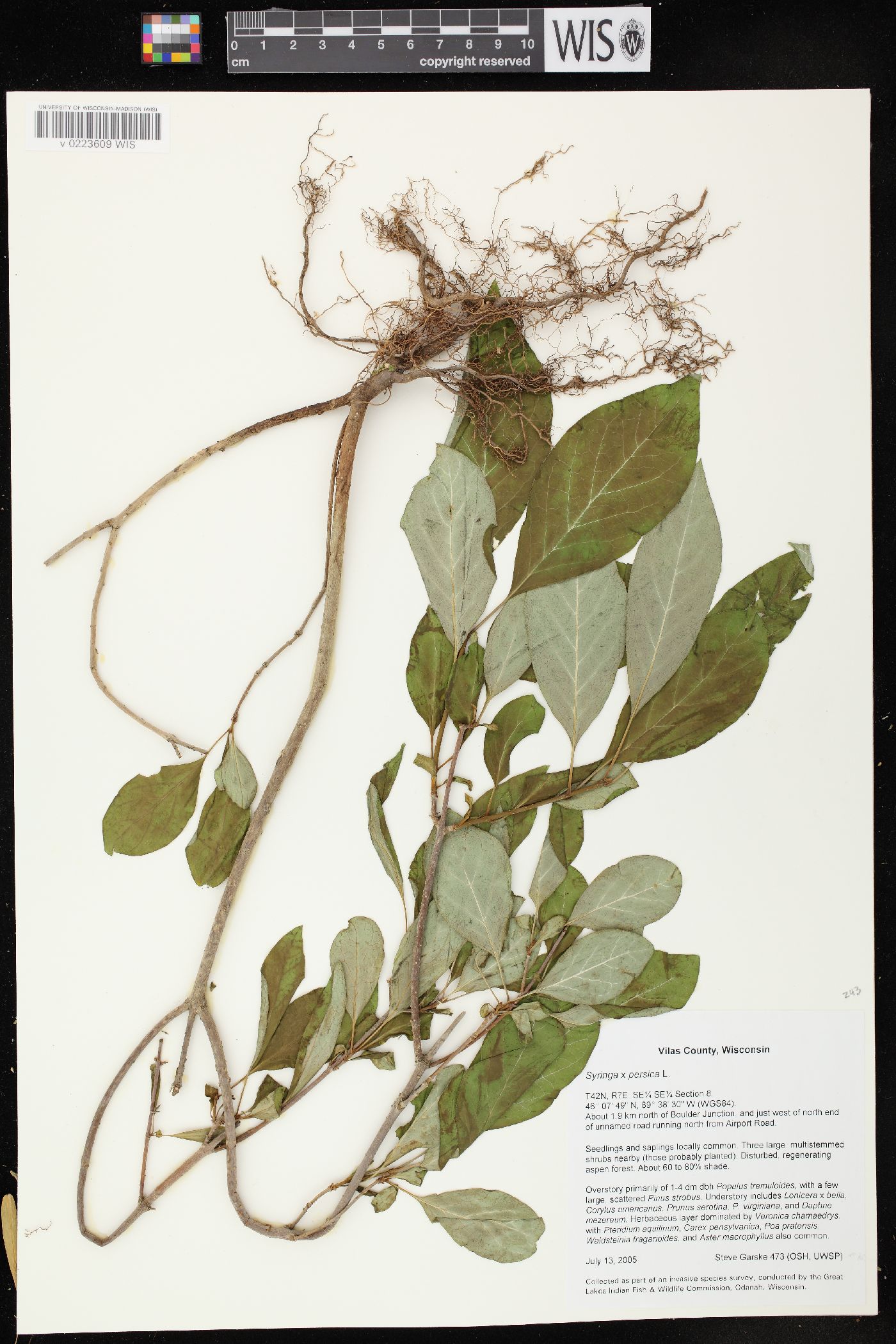 Syringa x persica image