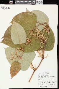 Reynoutria japonica image