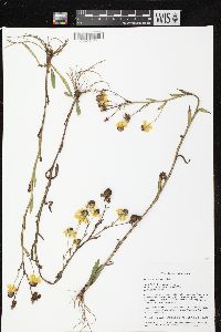 Helenium flexuosum image