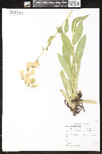 Image of Digitalis grandiflora