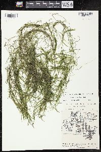 Potamogeton foliosus subsp. foliosus image