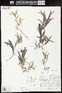 Potamogeton alpinus image