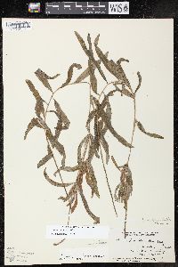 Potamogeton alpinus image