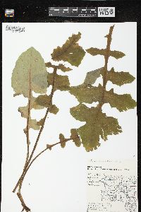 Lactuca biennis image