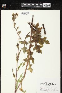 Lactuca biennis image