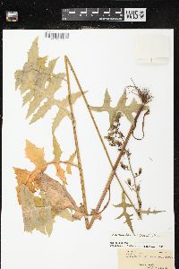 Lactuca biennis image