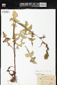 Lactuca biennis image