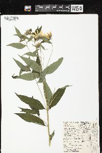 Helianthus giganteus image