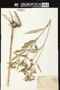 Helianthus grosseserratus image