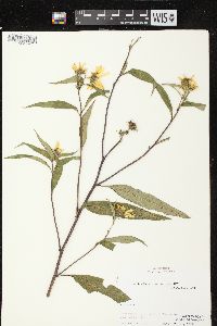 Helianthus grosseserratus image