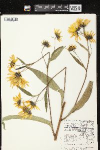 Helianthus grosseserratus image