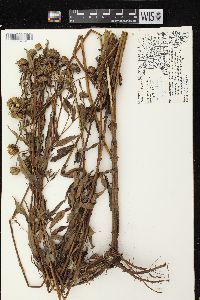 Helianthus giganteus image