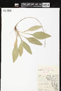 Helianthus occidentalis subsp. occidentalis image