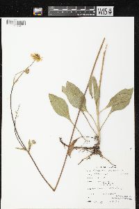 Helianthus occidentalis subsp. occidentalis image