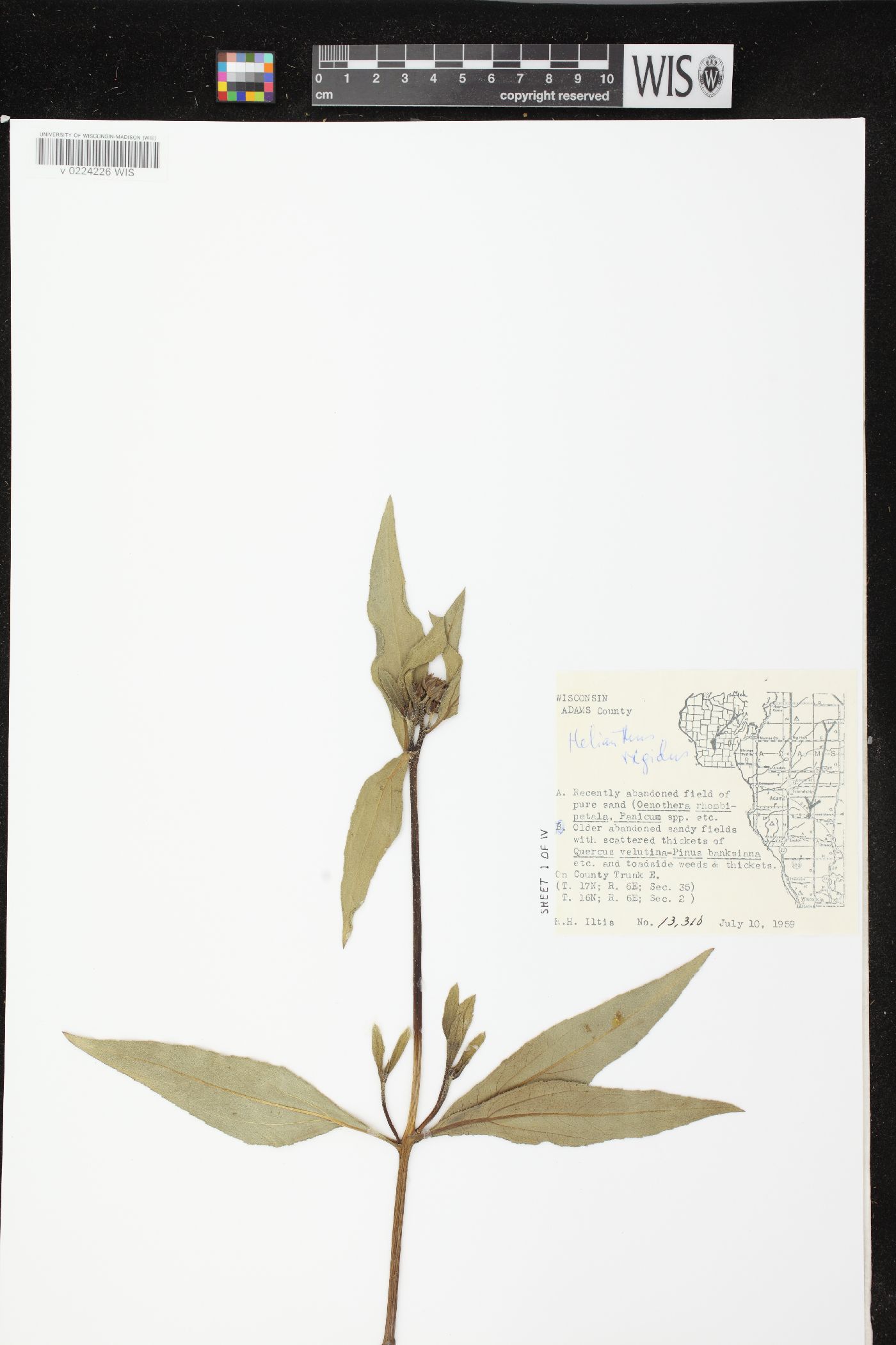 Helianthus pauciflorus subsp. pauciflorus image