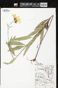 Helianthus pauciflorus subsp. pauciflorus image