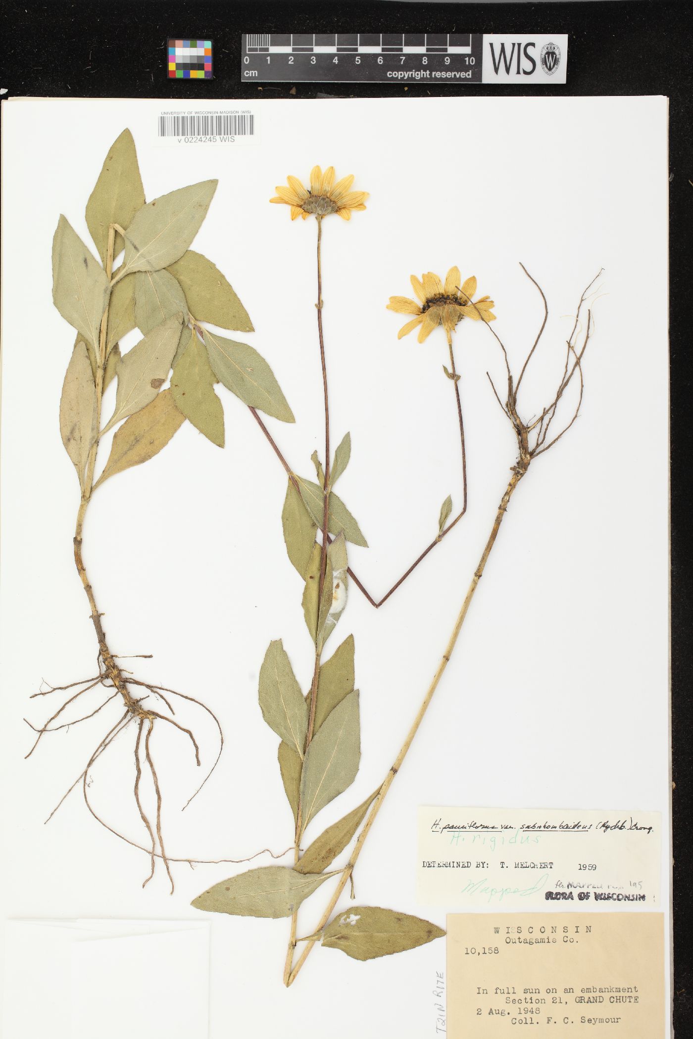 Helianthus pauciflorus subsp. subrhomboideus image