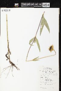 Helianthus pauciflorus subsp. subrhomboideus image