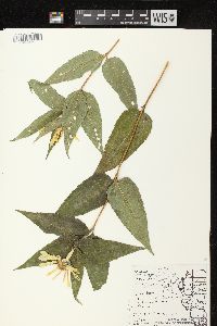 Helianthus strumosus image